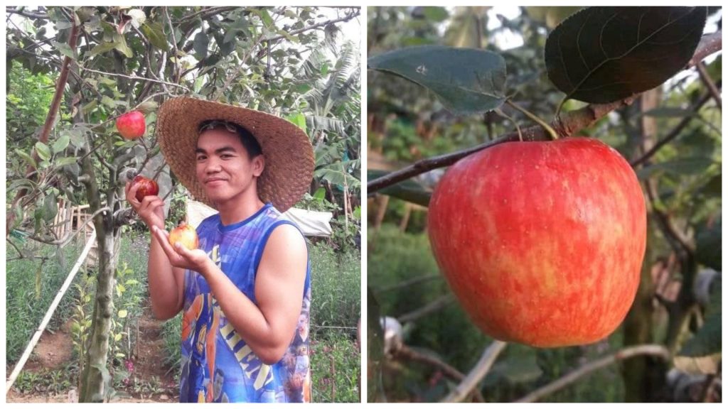 1 Benzone Sepe Apple Tree Digos Davao