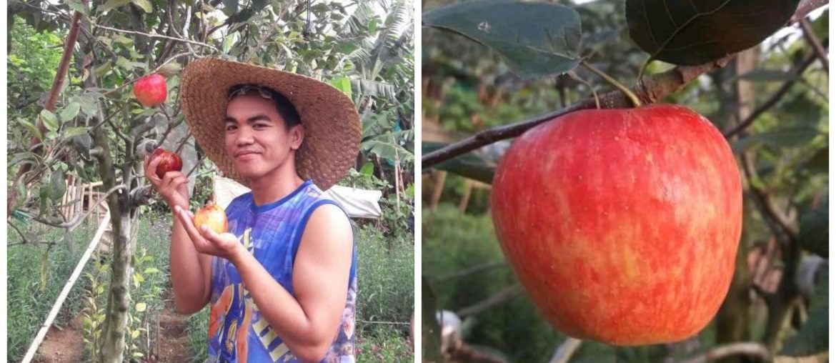 1 Benzone Sepe Apple Tree Digos Davao