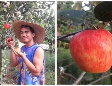 1 Benzone Sepe Apple Tree Digos Davao