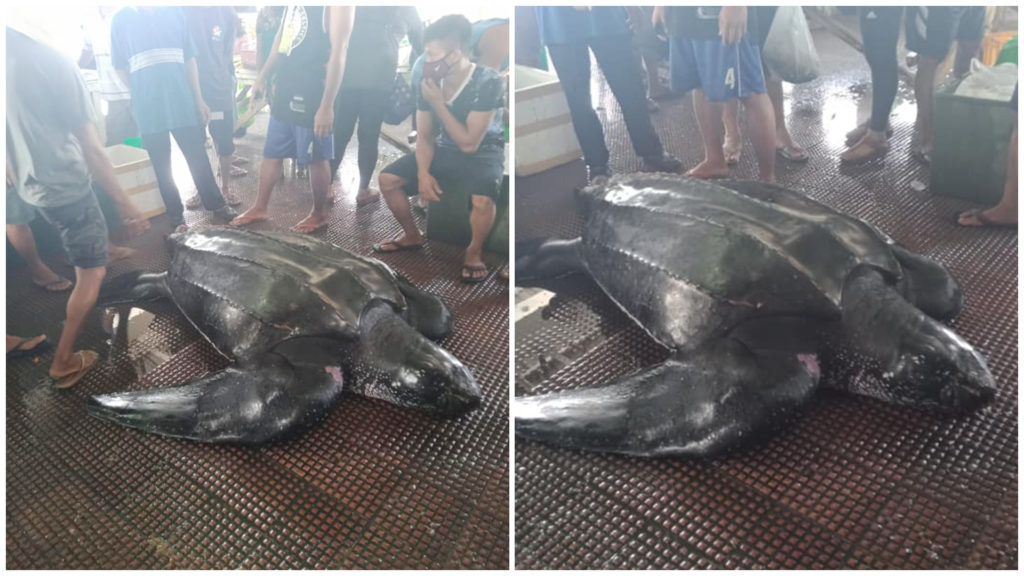 1 Leatherback Sea Turtle Bohol