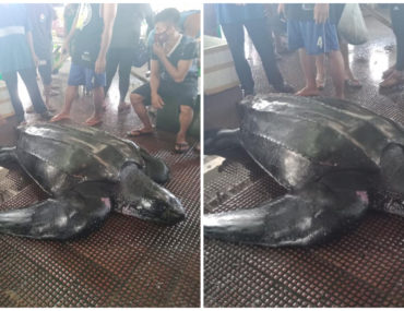 1 Leatherback Sea Turtle Bohol