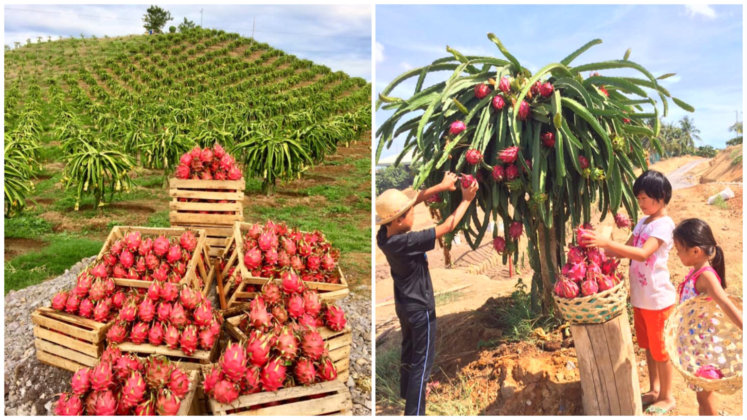 The Fascination Farm The trending Dragon Fruit farm in Ubay, Bohol VisMin.ph
