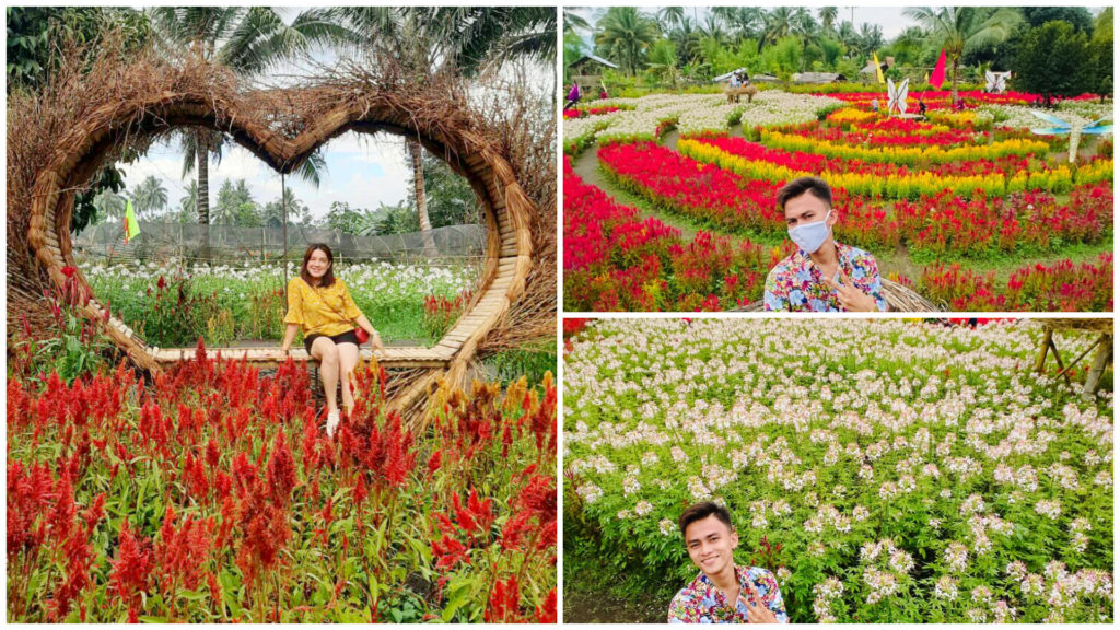 1 Celosia Flower Farm South Cotabato