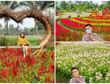 1 Celosia Flower Farm South Cotabato