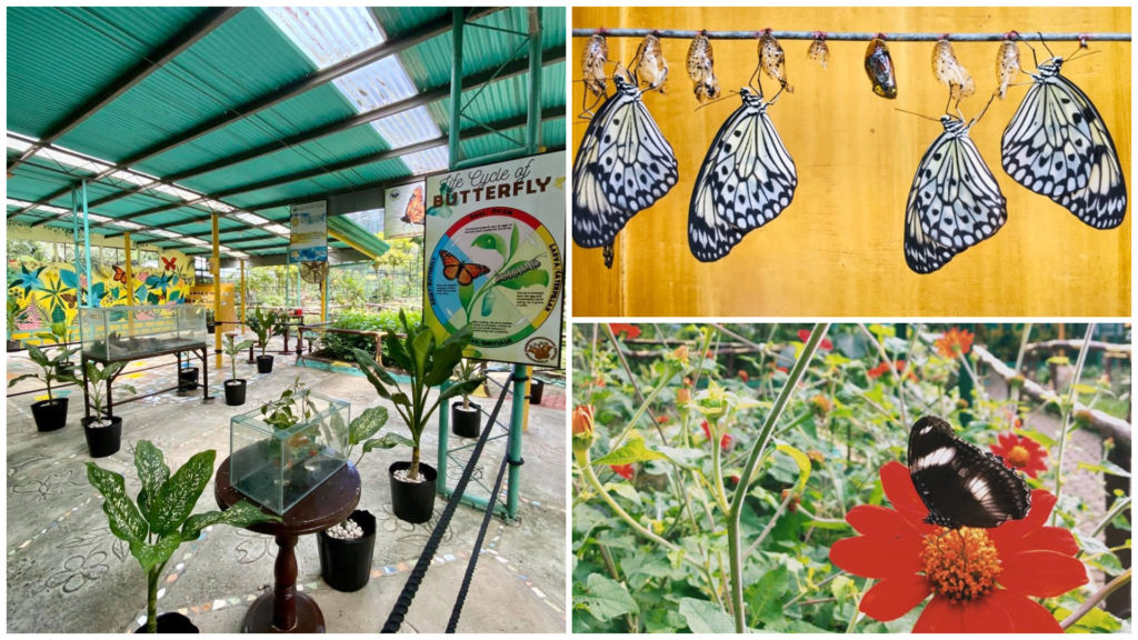 1 Davao Butterfly House