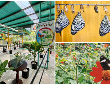 1 Davao Butterfly House