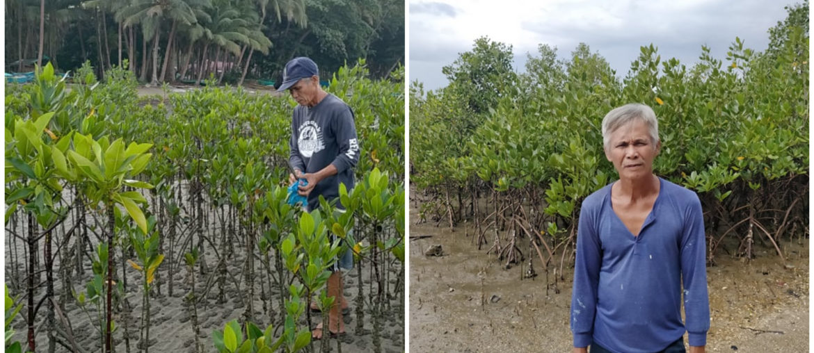10,000 mangroves yolanda leyte Gary Dabasol