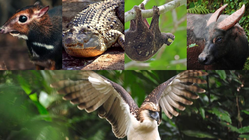 5 Unique Animals found only in the Philippines