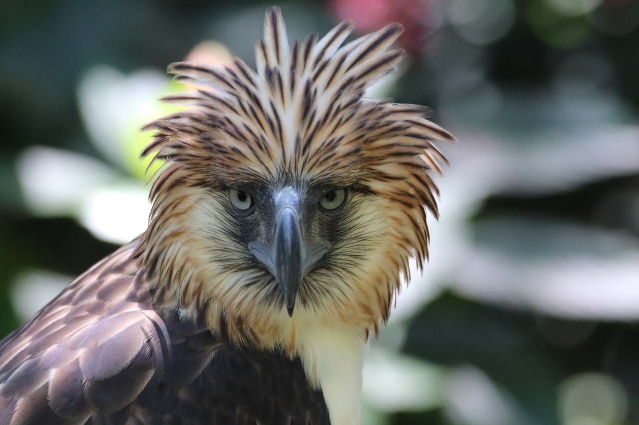 2023 Guide: Philippine Eagle Center, Home of the Haribon in Davao