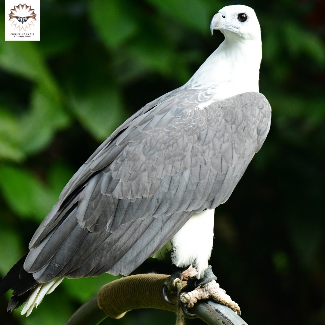 2023 Guide: Philippine Eagle Center, Home of the Haribon in Davao