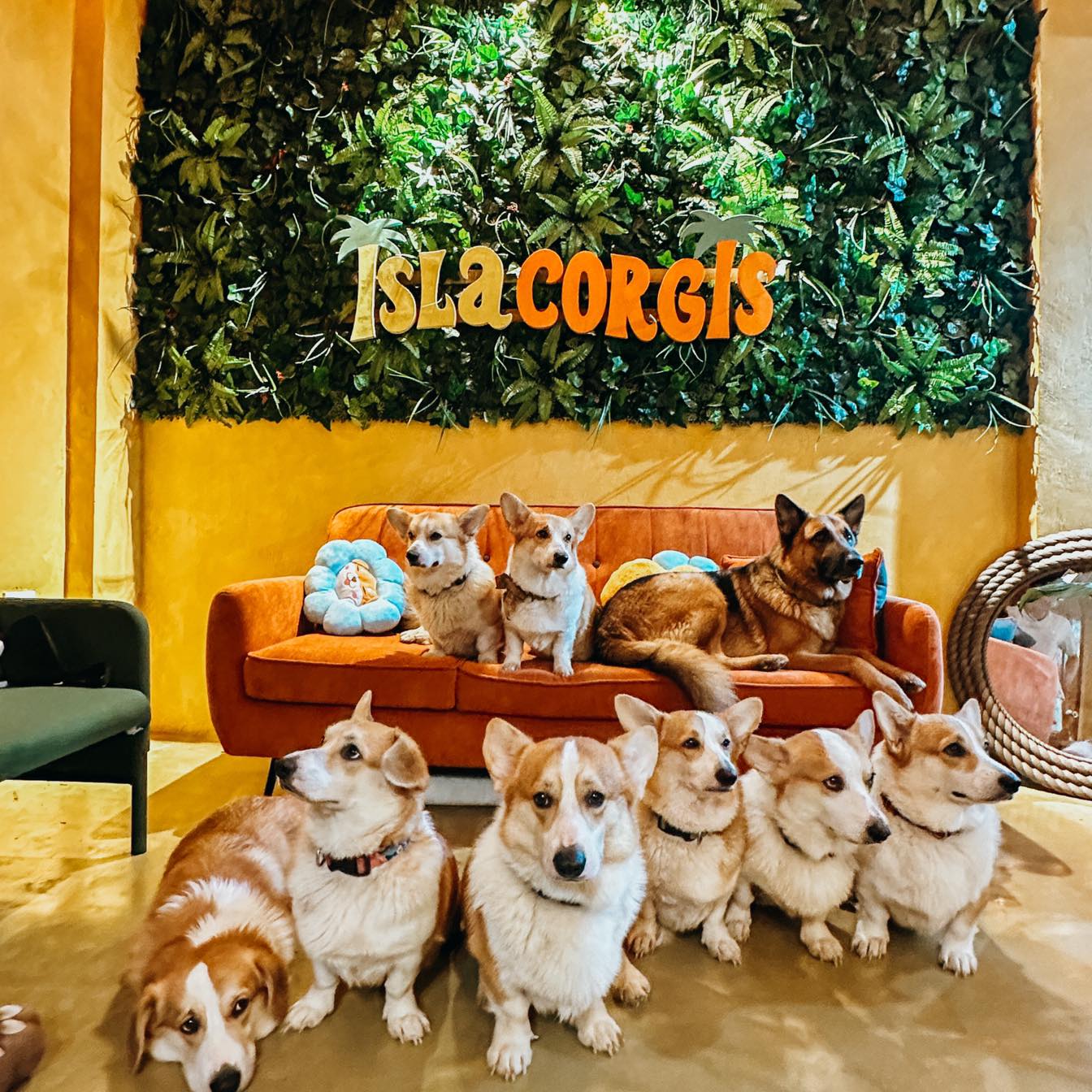 Play With Corgis This Summer At The Philippines's First Corgi Cafe