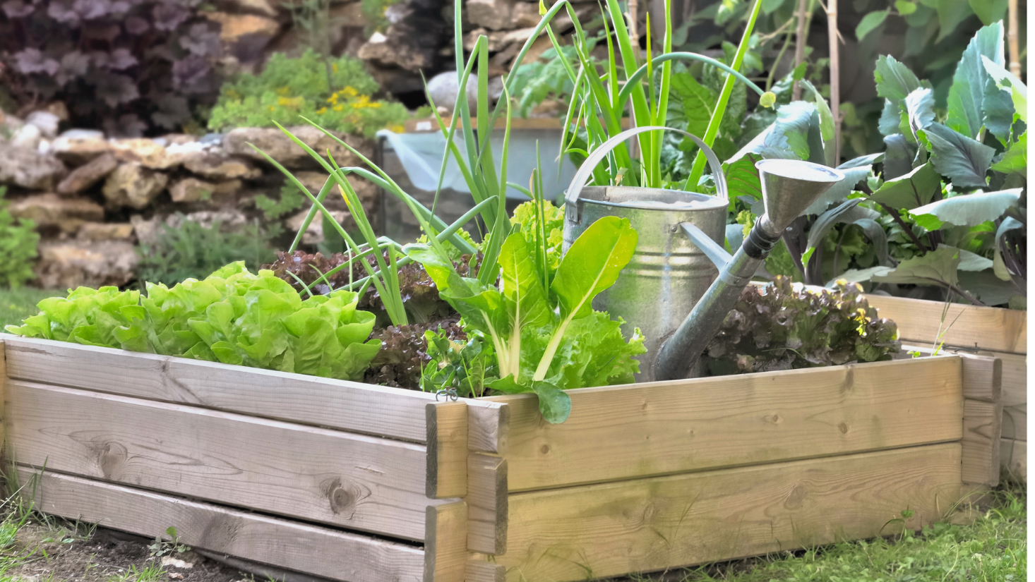 Plants That Can Grow In Extreme Hot Weather!